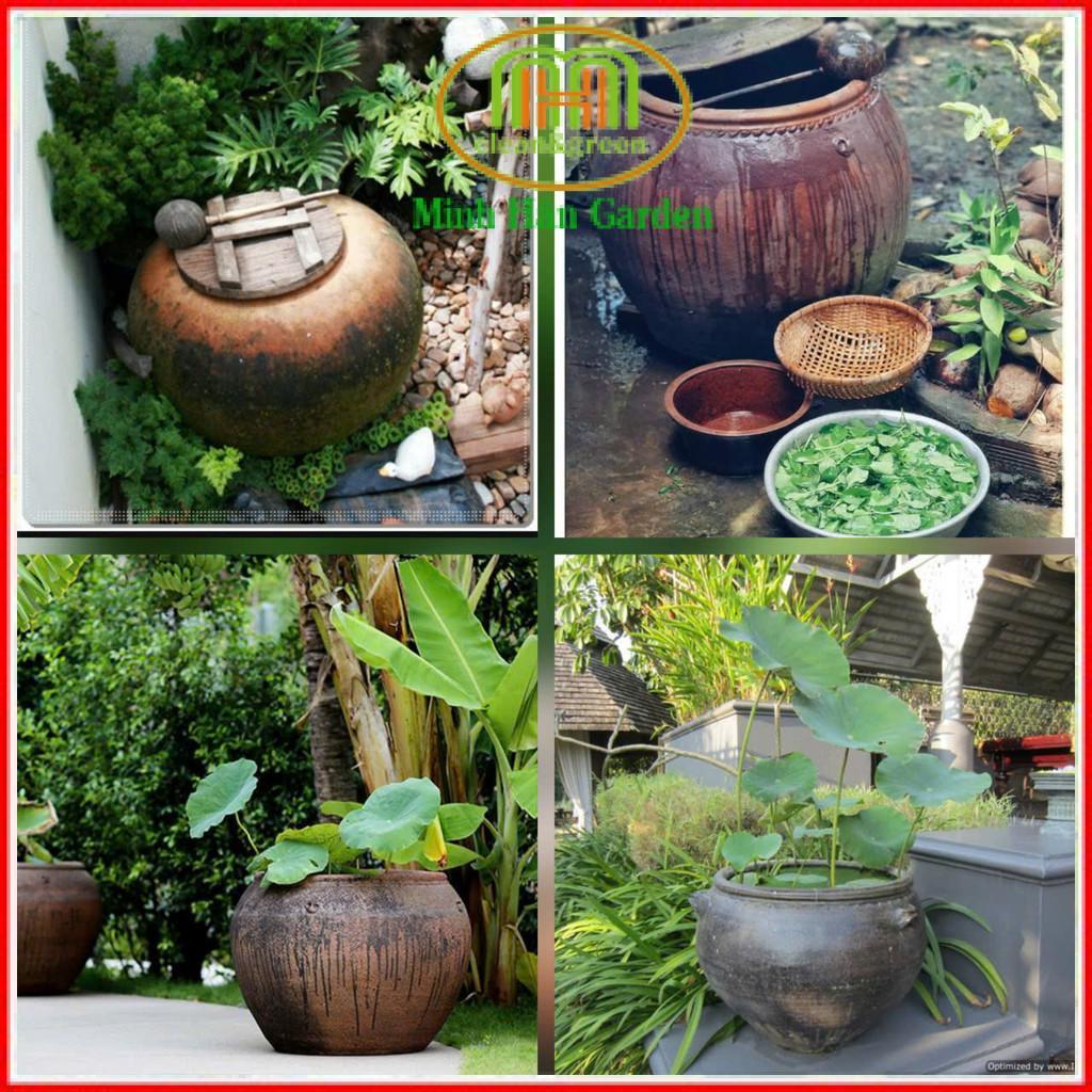 Lu trồng sen súng đựng nước trang trí sân vườn Minh Hân Garden