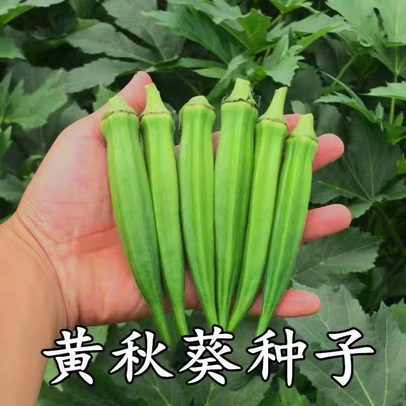 Hạt Giống Okara Vàng, Đỏ, Xanh - Dễ Trồng Trên Ban Công