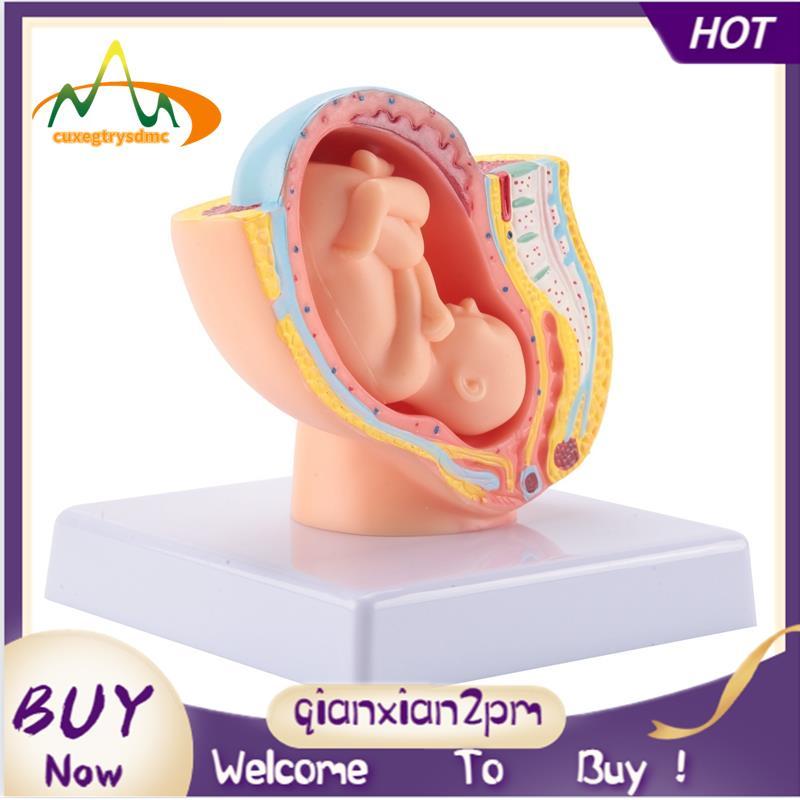 Con người Mang thai Phát triển thai nhi Tháng 9 Mô hình vùng chậu phôi thai Fetus Foetus Giải phẫu b