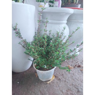 Cây Bạch Tuyết Mai