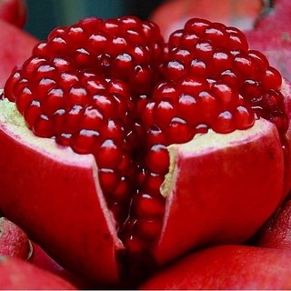 Cây Giống Lựu Peru_Lựu ĐỎ trái to 500-700gr (Cây Ăn Trái Giống Mới – Năng Suất Cao)