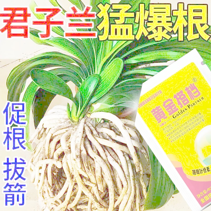 Burst Root King Gentleman Orchid Chuyên dụng Root Liquid Anti-Rotten Root Rễ rỗng Thúc đẩy rễ Cây gi