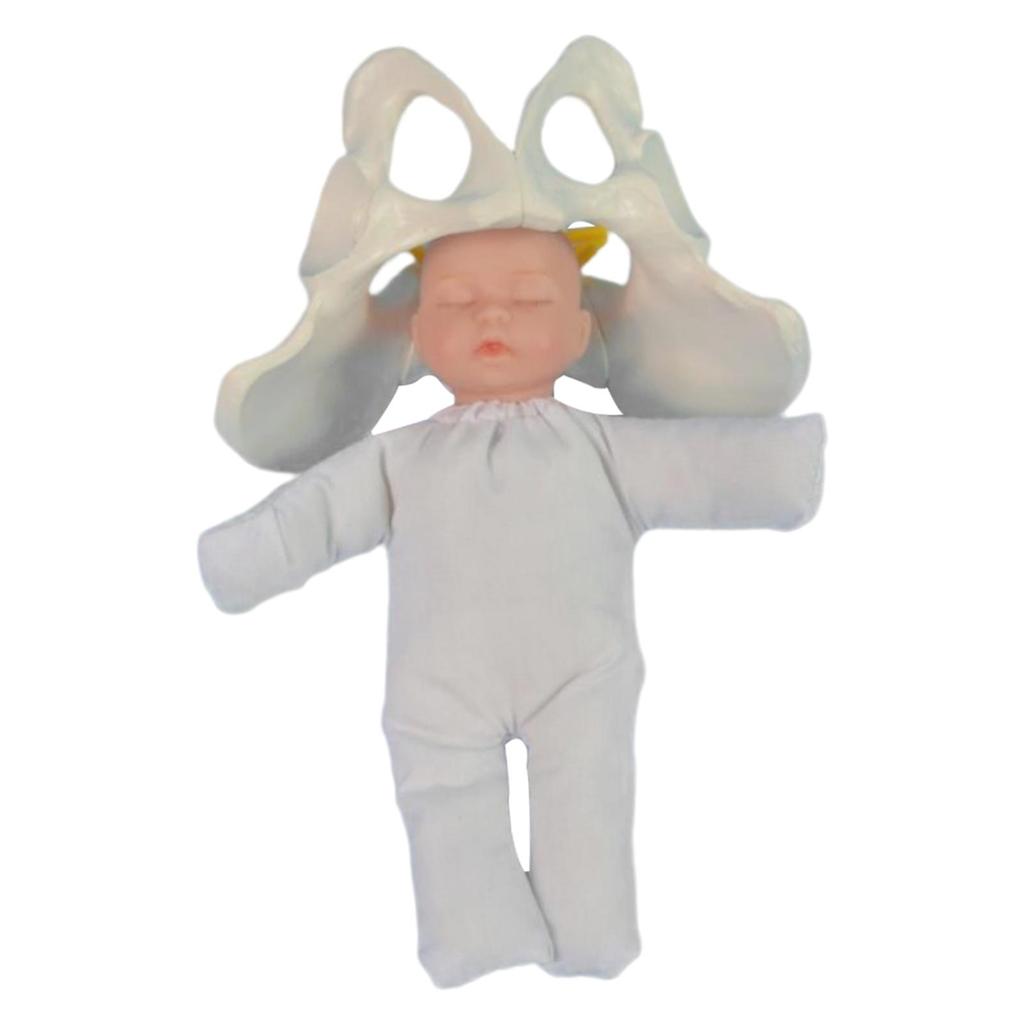 Mô hình Pelvis nữ con người, Mô hình sinh nhật học sinh, Màn hình giáo dục