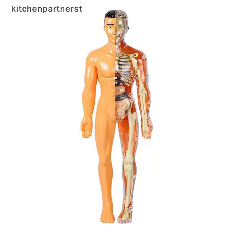 Kitchenpartnerst 3D Human Skeleton Organ Anatomy Model Kit Đồ chơi giáo dục DIY có thể tháo rời KPN