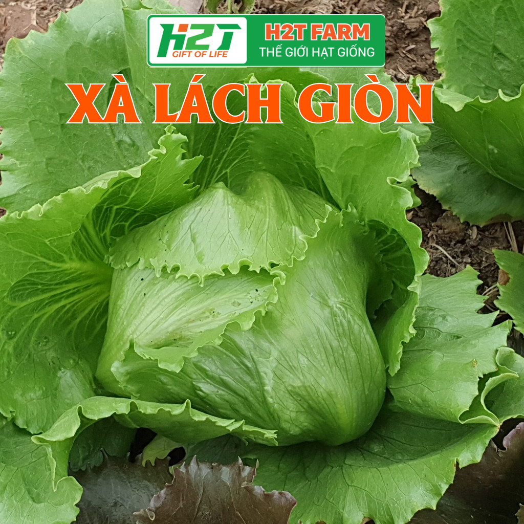 Hạt giống xà lách giòn ngọt - h2t farm