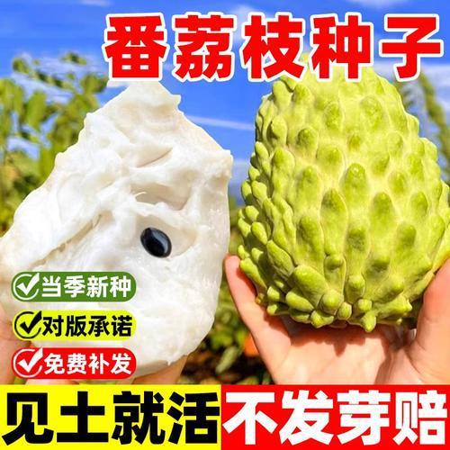 Thorn Fruit Lychee Seeds Hạt sầu riêng đỏ Hạt giống chua chua Hạt giống trái cây gai