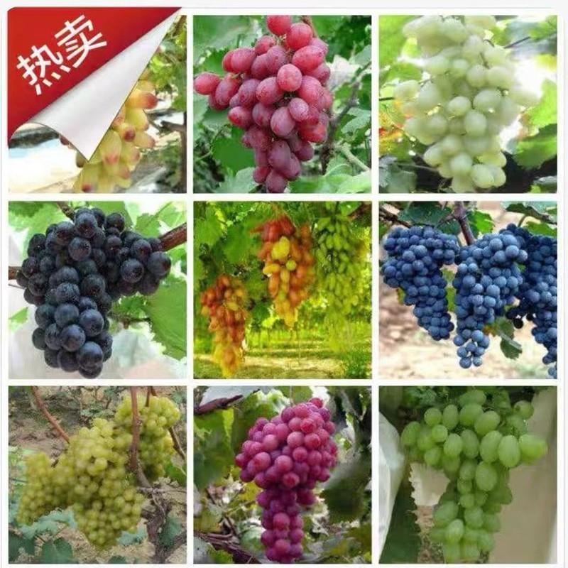 Hạt Nho Bốn Mùa Ban Công Chậu Cây Kyoho Hoa Hồng Hương Nho Nho Không Hạt Hạt Hạt Giống Trái Cây Sapl