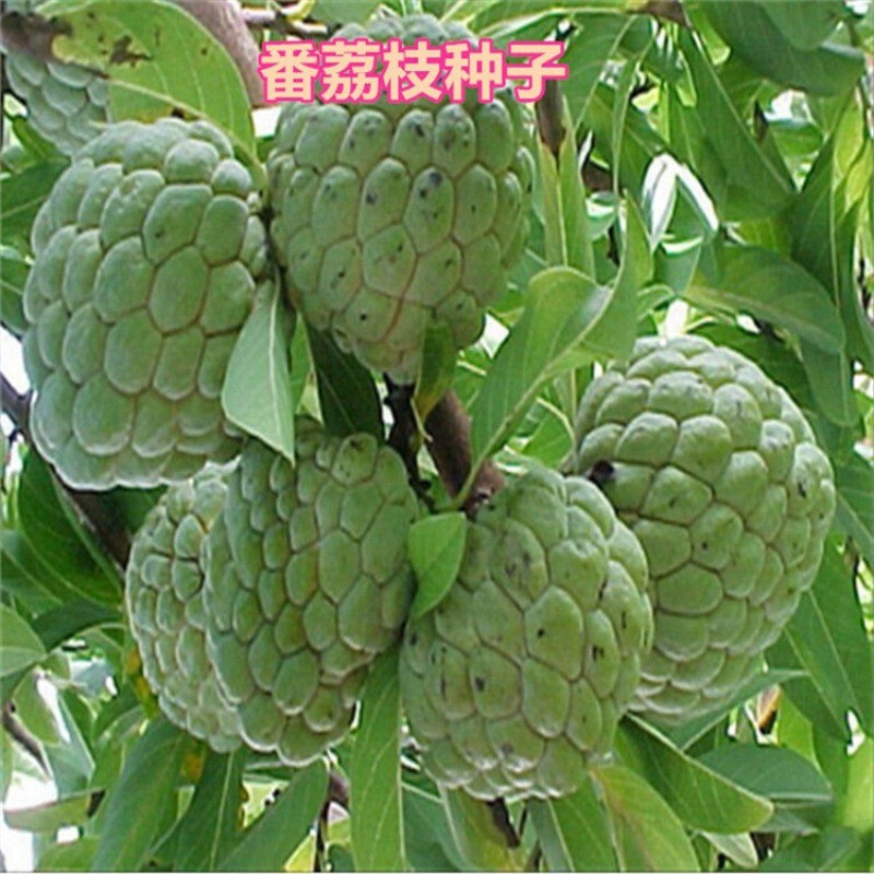 Lychee Hạt Cây Trái Cây Ringo Mark Spinning Top Baltic Buds Dill Fruit Sakyamuni Hạt Giống Tinh Thần