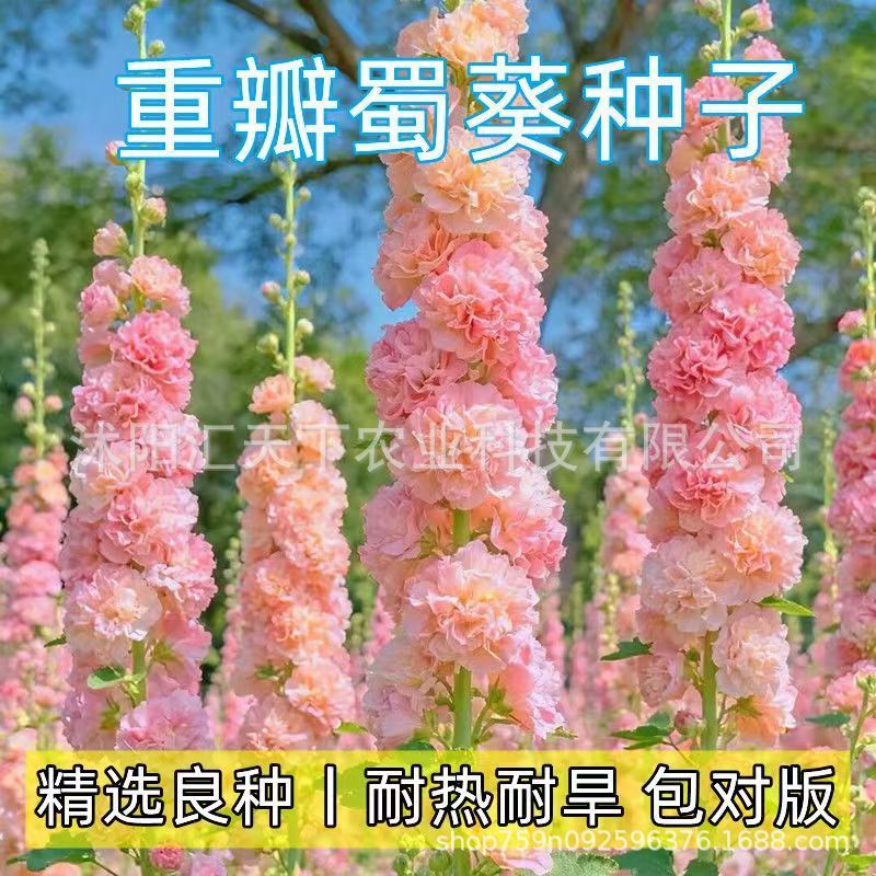 Hạt Giống Hollyhock Chate Series - Phù Hợp Trồng Cả Mùa Xuân Và Thu, Dễ Trồng Trong Vườn Ngoại Thất