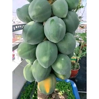 6 cây đu đủ lùn quả  tròn ngọt lịm