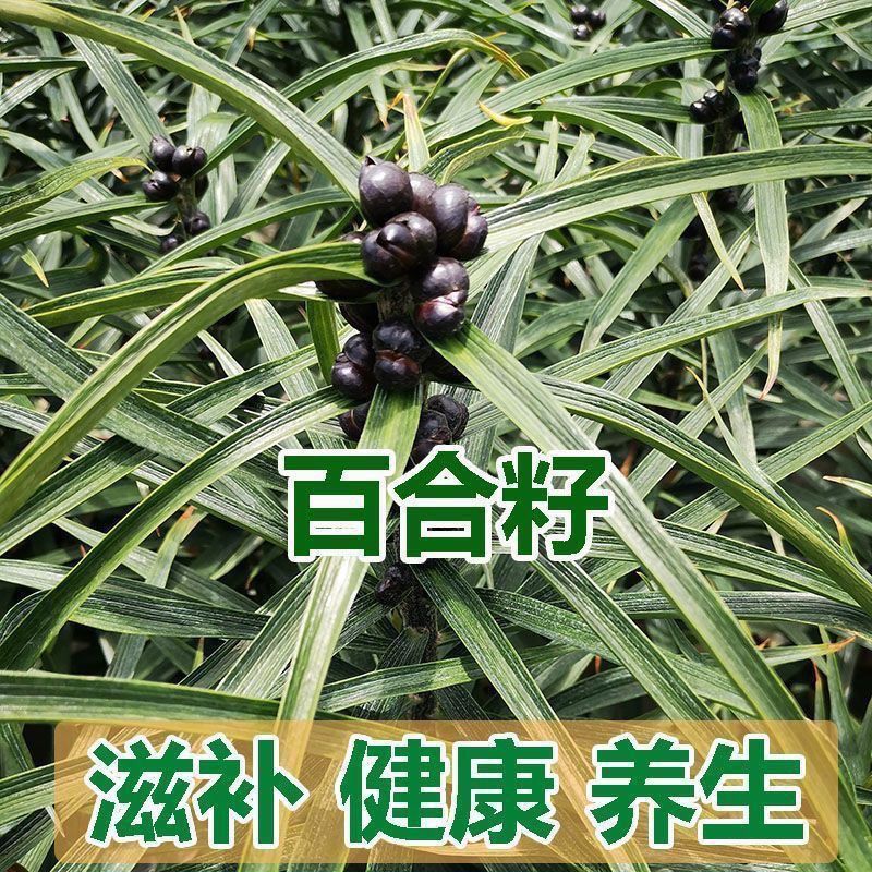 Long Mountain Mới Đào Hạt Lily Tươi Hạt Lily Hạt Giống Ăn Được Hạt Lily Tươi Chọn Hạt Giống Lily Răn