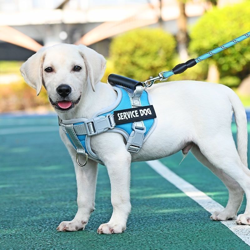 Cơ hội lưng chó lớn chống cháy nổ à Nass Golden Retriever Labrador petle me Chain Leash