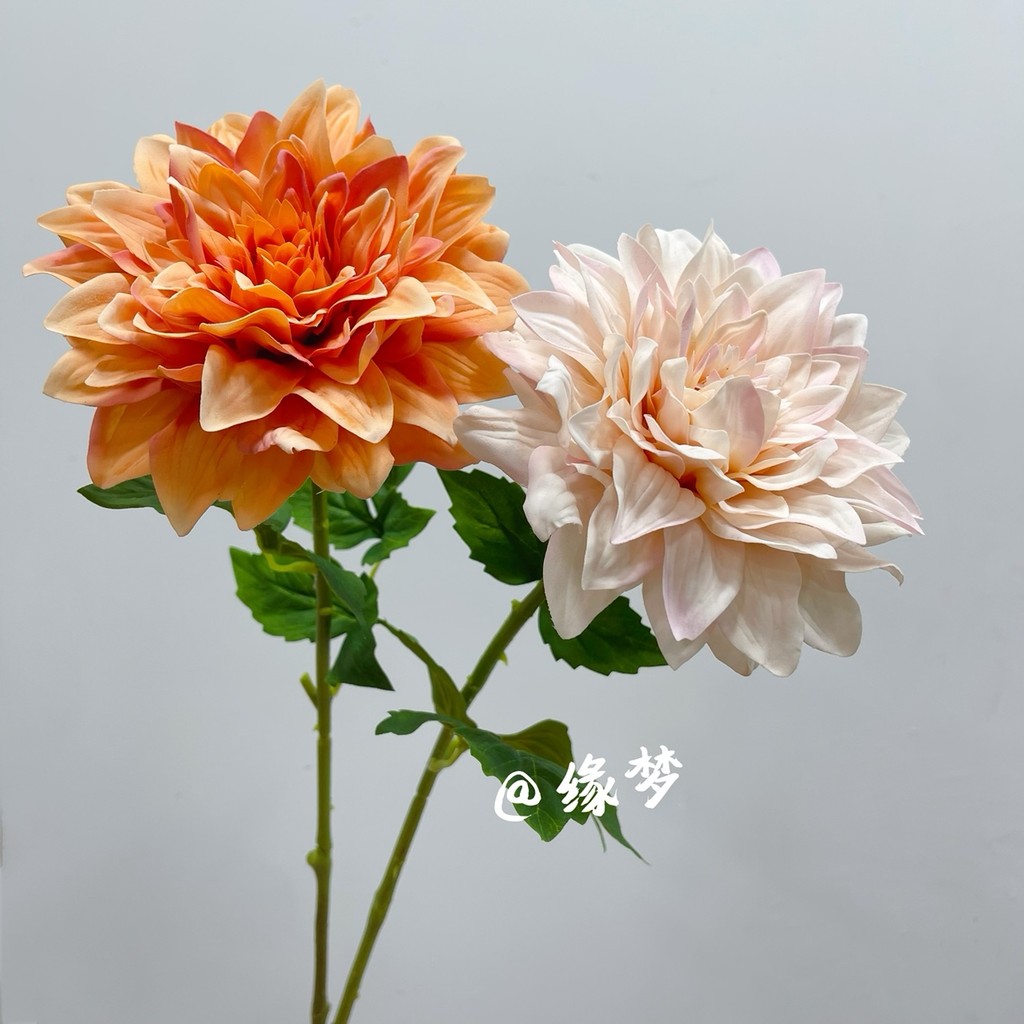 Dahlia Hoa Nhân Tạo Dahlia Đơn Hoa Văn Dahlia Phòng Nhà Lối Vào Hoa Sắp Xếp Khách Sạn Hồng