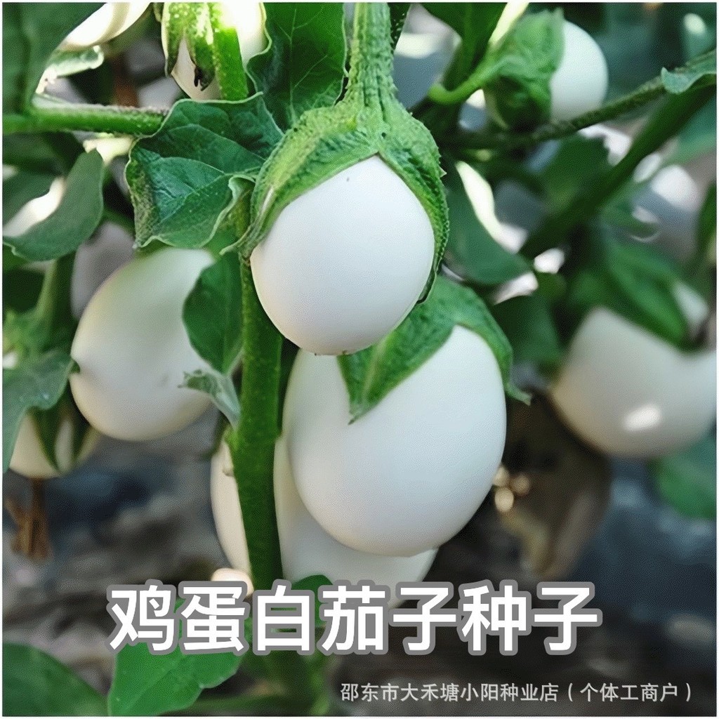 Gà Protein Cà tím Hạt giống Cà tím Trắng Hạt giống Cà tím Tròn Lon Cà tím Hình bầu dục Bốn mùa Cà tí