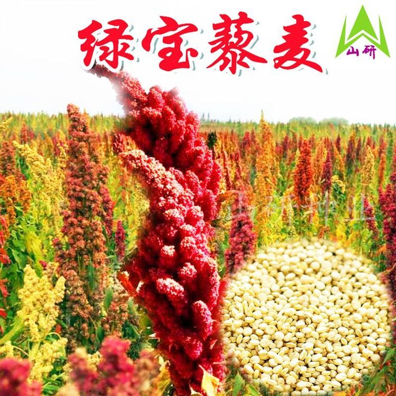 Ngũ Cốc Xanh Kho Báu Hạt Quinoa Hạt Vàng Hạt Quinoa Hạt Hạt Quinoa Hạt Quinoa Hạt Xám Gạo Ấn Độ Hạt 