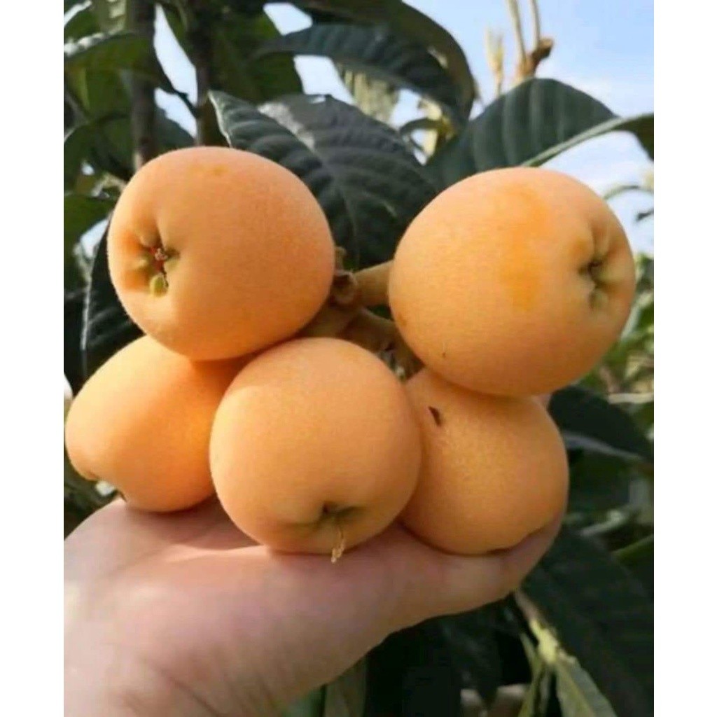 GIỐNG CÂY BIWA GIỐNG MỚI (CHUẨN GIỐNG CÂY TRỒNG) (Cây Ăn Trái Giống Mới – Năng Suất Cao)