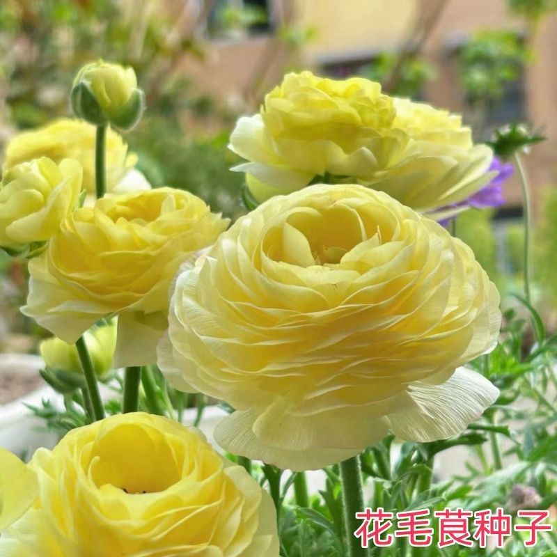 Hạt giống hoa p280 / 15