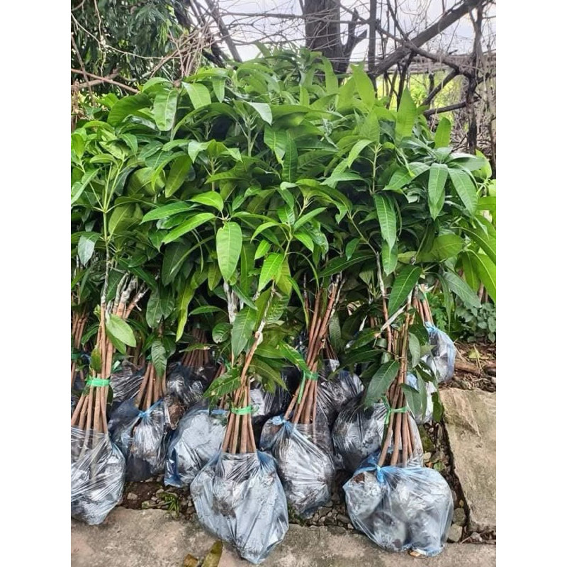 CÂY ghép GIỐNG XOÀI THÁI HẠT LÉP , XOÀI TÍM, XOÀI ÚC( cây ghép nhanh cho quả )