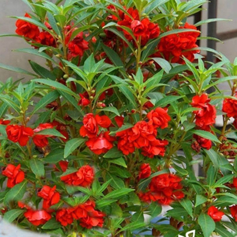 Hỗn Hợp Màu Sắc Phượng Hoàng Tiên Hạt Hoa Nhiều Màu Có Thể Dtable Henna Hạt Nhiều Màu Sắc Phượng Hoà