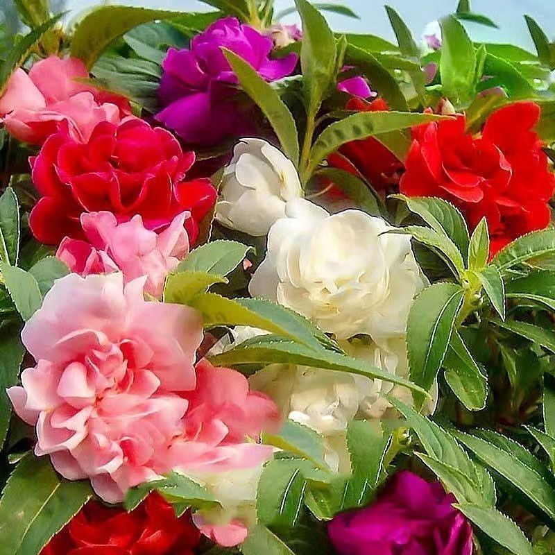 [Loài mới năm nay] Hạt giống hoa cổ tích Phượng hoàng nhiều màu nhuộm Hạt Henna đầy màu sắc Phượng h