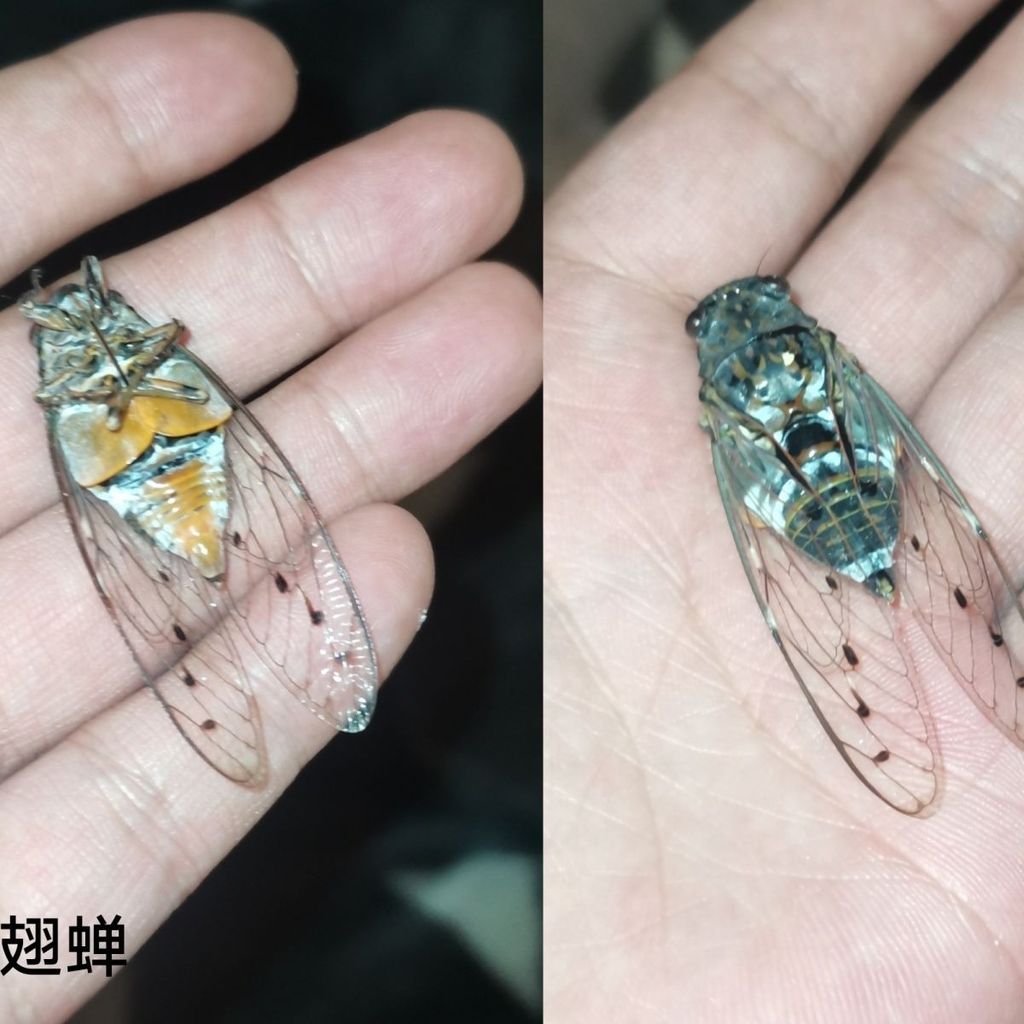 Mẫu Cicada, Đôi cánh trong suốt đám mây Cicada, Mẫu côn trùng thật.