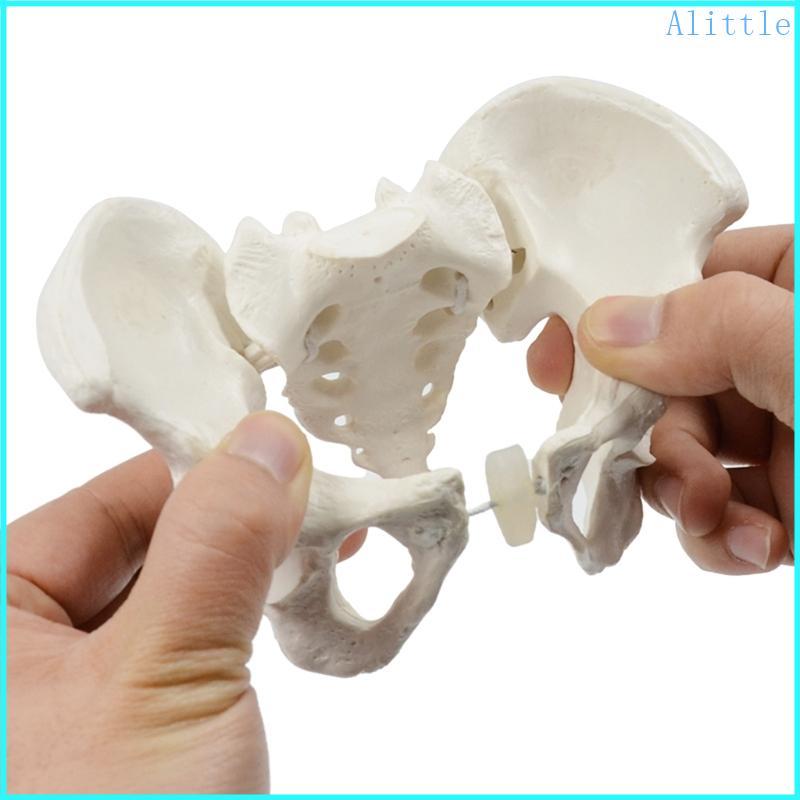 Alia 1Pc Pelvic Model Mini Female Pelvis Model Hệ thống sinh sản nữ