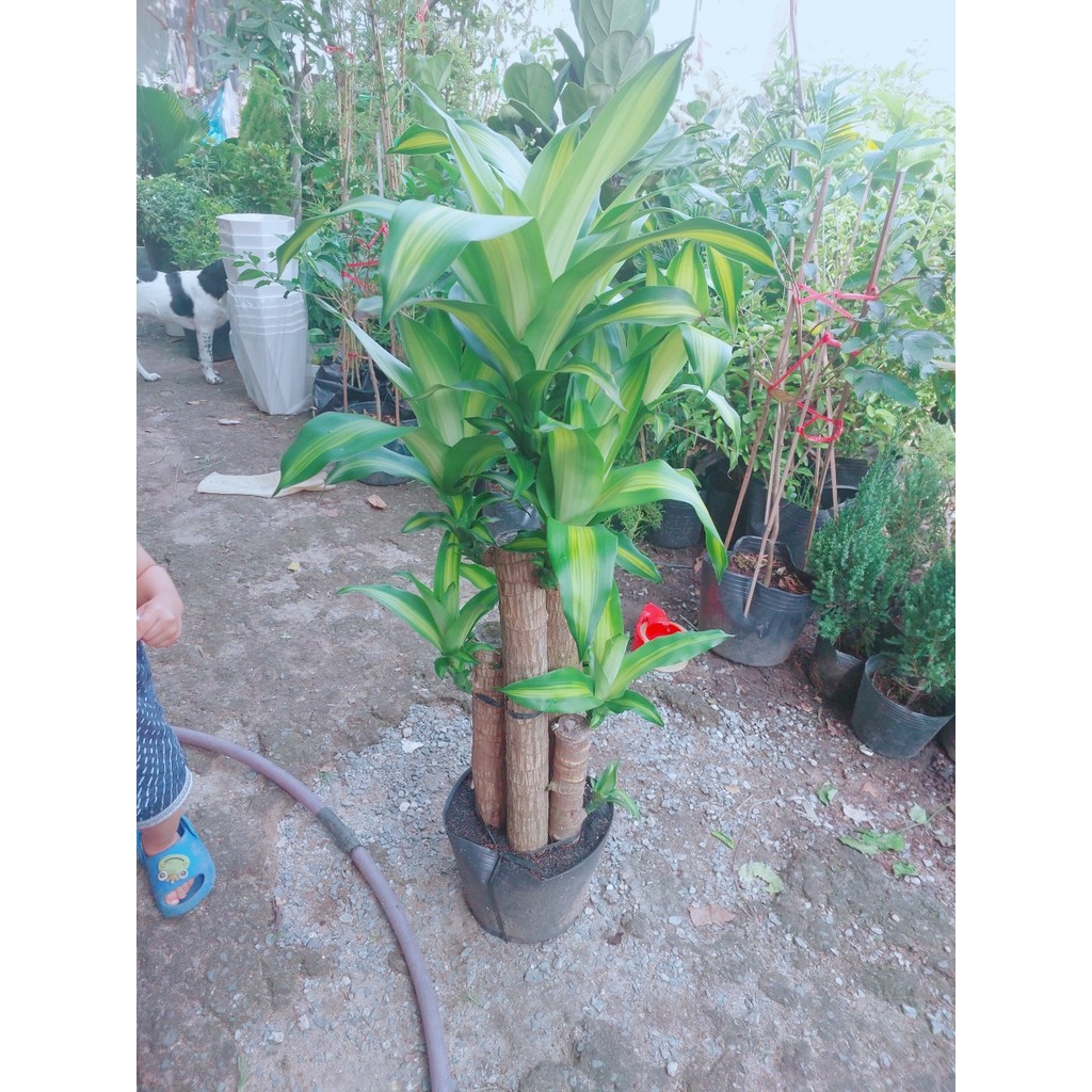 Cây Thiết Mộc Lan Hàng Đẹp Y Hình