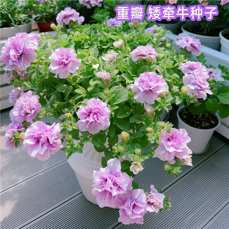 Cánh hoa đôi Low Morning Glow Seeds Sân treo cây trồng trong chậu Cây bốn mùa gieo hoa ngoài trời Hạ