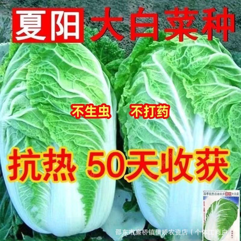 Chịu nhiệt 50 ngày chịu nhiệt Hạt giống bắp cải Trung Quốc chịu nhiệt mùa hè Hạt giống rau củ chịu n