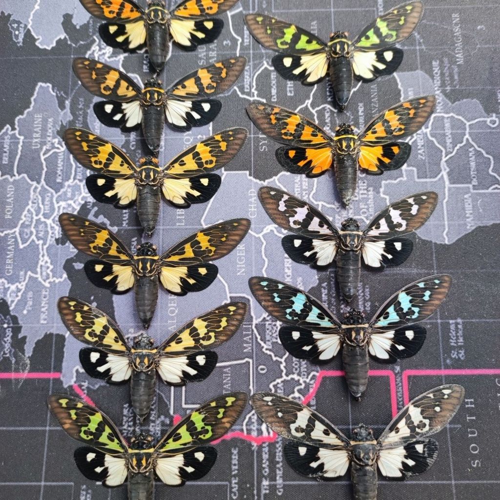 Mẫu Cicada. Cicada đầy màu sắc, Mẫu côn trùng thật tự làm Handmade