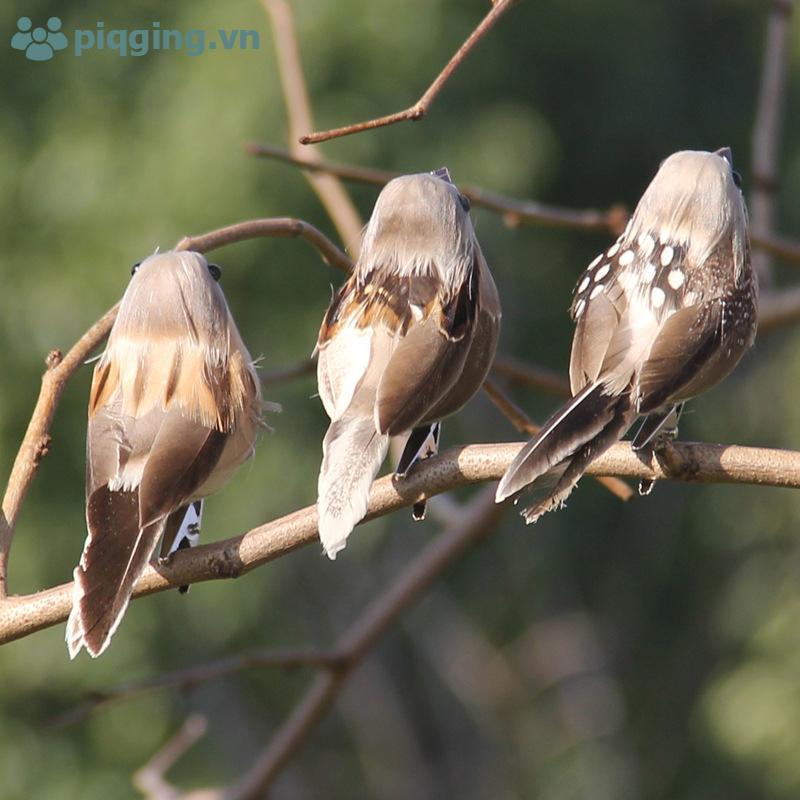 Piqging 1 con chim nhân tạo, chim sẻ mô phỏng, đạo cụ chim mô phỏng VN