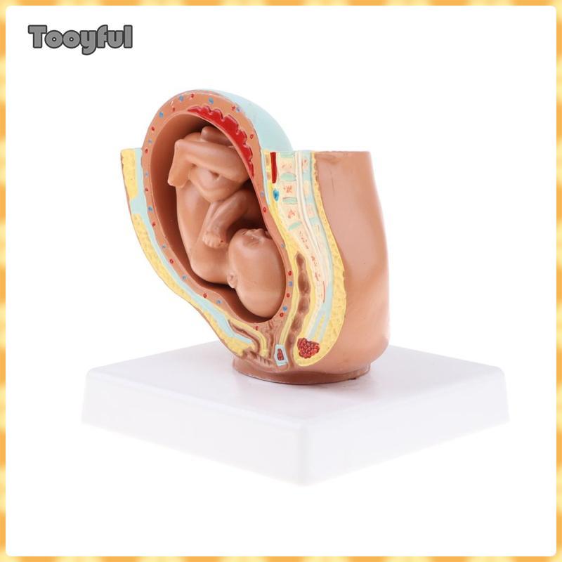 Tooyful Tháng 9th Fetus / Foetus Mô hình phát triển thai nhi Con người Đồ dùng phòng thí nghiệm Giáo