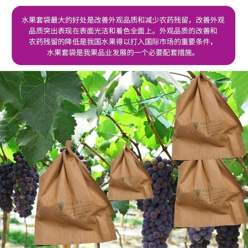 Túi giấy bọc chùm nho Jufeng chống nắng, chống côn trùng, chống chim, bên ngoài vàng, bên trong đen