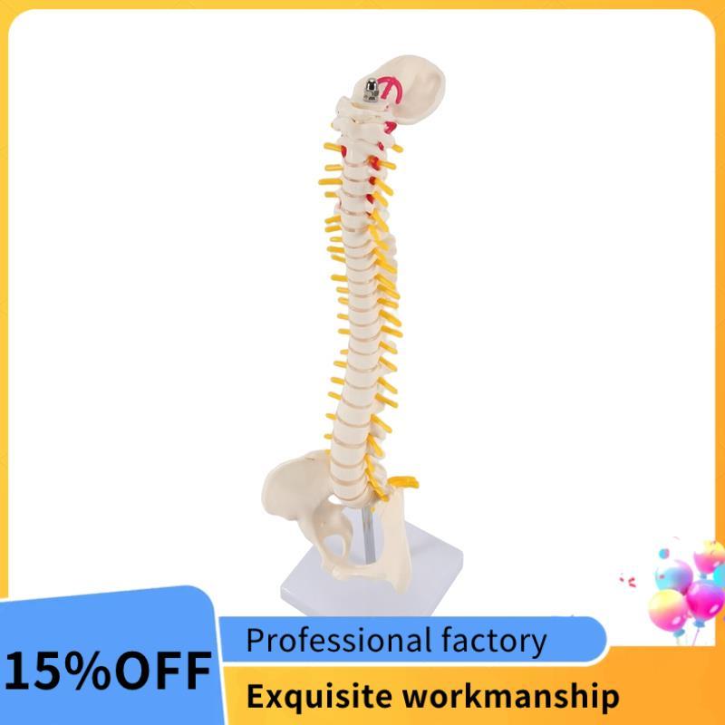 45CM Cột sống con người với mô hình chậu Mô hình giải phẫu con người Mô hình cột sống Mô hình cột số