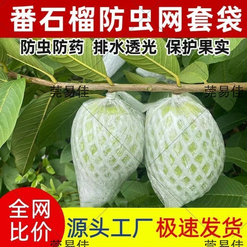 番石榴网套袋水果防虫一体袋芭乐套袋泡沫保护袋胶袋番石榴防虫袋Guava insect proof sleeve bag, special all-in-one foam mesh sleeve bag