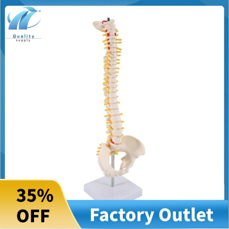 45CM Cột sống con người với mô hình chậu Mô hình giải phẫu con người Mô hình cột sống Mô hình cột số