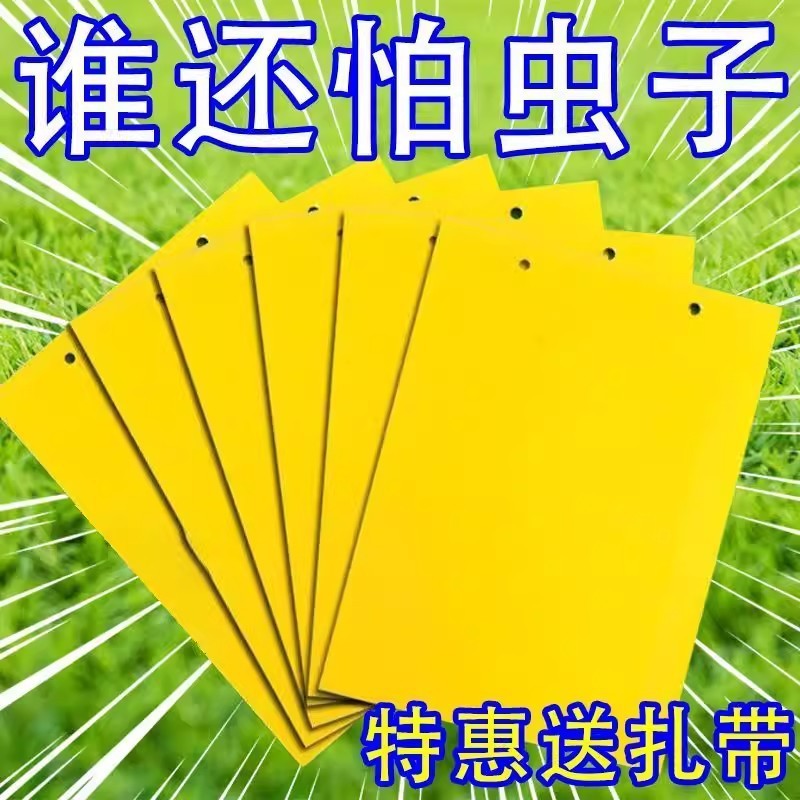 Dưa Dán Dính Giun Dính Giun Hai Mặt Giun Bay Cam quýt Rebound Kim Ong Dính Ban Cây Mồi Trái Cây Ban 