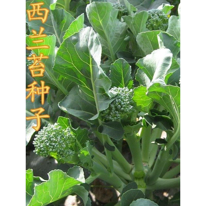 Bông cải xanh Tây Bông cải xanh nhỏ Bông cải xanh Bông cải xanh Bông cải xanh Bông cải xanh Bông cải