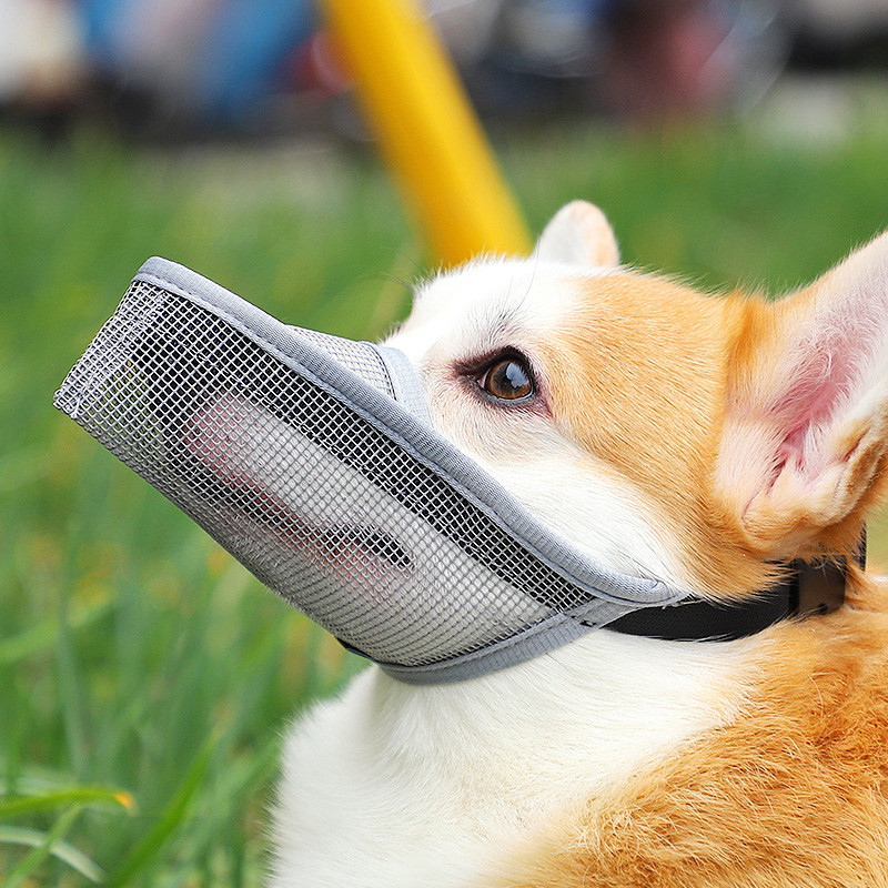 Mõm chó Chống cắn sủa Ăn ngẫu nhiên Mõm chó cỡ lớn Teddy Golden Retriever Miệng Mõm muzzle Mõm chó m