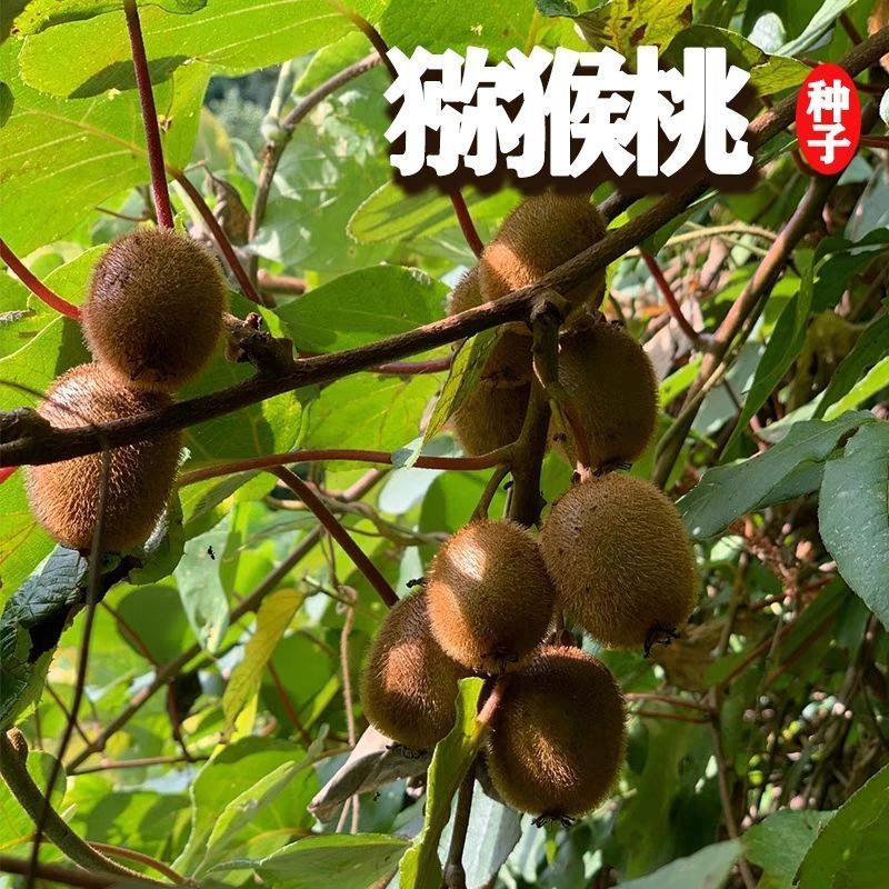 Hạt Kiwi Hoang Dã đích thực Ghép Hạt Kiwi Xu Xianghongmei Trái Tim Đỏ Trái Tim Vàng Hạt Kiwi
