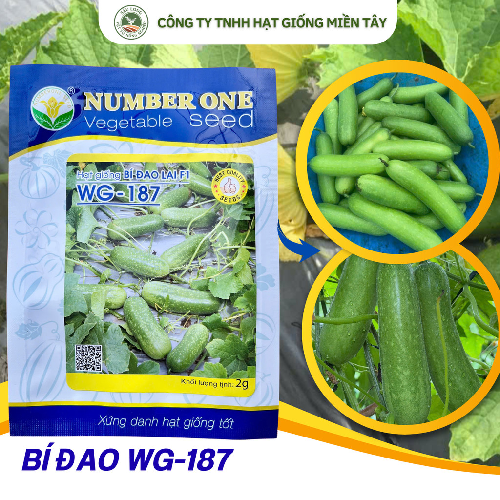 WG - 187 giống BÍ ĐAO LAI F1 / GÓI 2GR tầm 100 hạt Number One