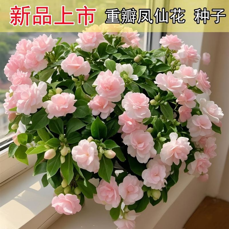 Cánh Hoa Đôi Phượng Hoàng Cổ Tích Hạt Hoa Henna Nhiều Màu Sắc Phượng Hoàng Cổ Tích Nước Mận Hoa Bốn 