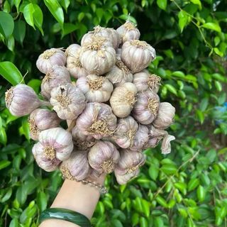 (Tỏi to)Tỏi tía Sơn La, củ già thơm nồng, cay đậm đà, chuẩn vị tỏi nương đặc sản tây bắc.