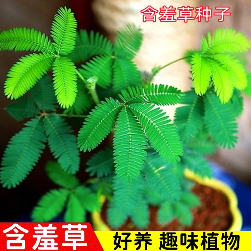 Bốn Mùa Mimosa Hạt Mimosa Nhảy Múa Cỏ Hạt Hoa Cây Vui Vẻ Ký Túc Xá Sinh Viên Ban Công Hoa Sáng Tạo C