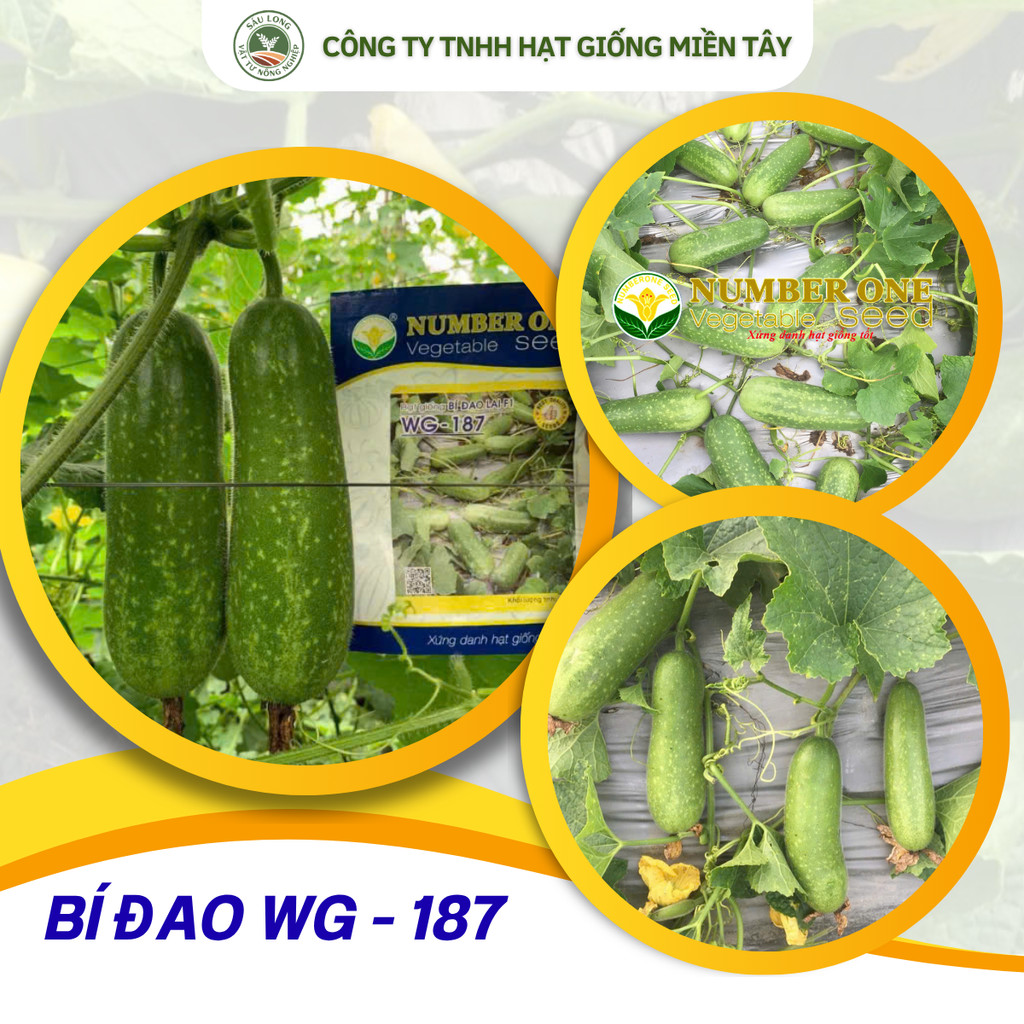 NUMBER ONE WG - 187 giống BÍ ĐAO LAI F1 / GÓI 2GR