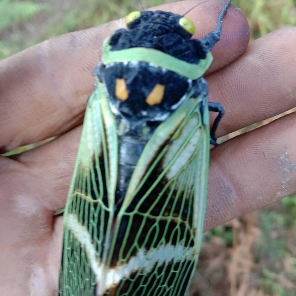 Mẫu Cicada, Ang Cicada, Mẫu Côn Trùng Thật, Sinh Viên Handmade Chất Liệu Côn Trùng Nhân Tạo