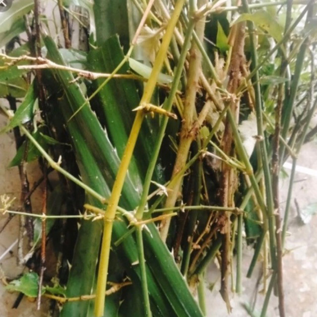 Gai Trừ Tà, gai phong thuỷ (9 loại gai cho nữ, 7 loại gai cho nam)