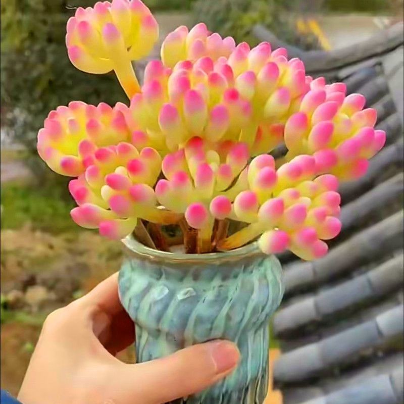 Lớn Tốt Nâng Cao Chất Lượng Thực Vật Thạch Bột Otome Trái Tim Otome Cao Cấp Trong Nhà Ban Công Chống