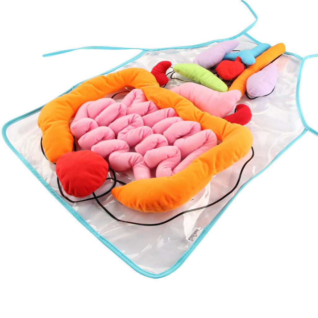 Baby toy for learning about human internal organs Early education teaching tools for children, 3D in