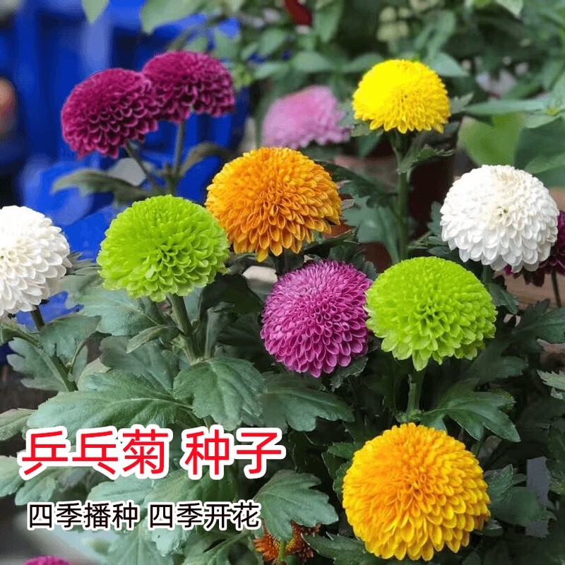Hạt giống hoa trong chậu màu kẹo p280 / 15